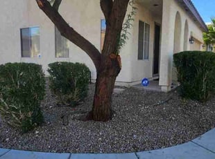 Bush Trimming by Lamont Johnson for Jeffrey T. in LAS VEGAS, NV