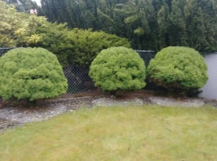 Eric W.'s Bush Trimming service result