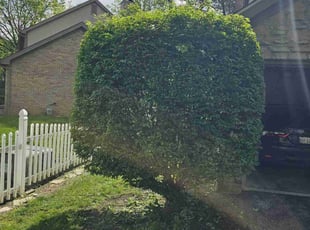 Bush Trimming by Leroy Green II for Amira E. in Columbus, OH