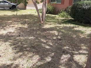 Bush Trimming by Gideon Cook for Trish D. in Phoenix, AZ