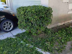 Bush Trimming by Shane Thiel for Ben M. in San Jacinto, CA