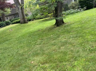 Kathleen C.'s Grass Cutting service result