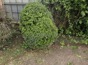 Bush Trimming by Manuel Solis Soto for Jason C. in Plano, TX