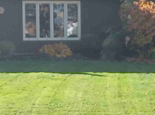 Bush Trimming by Edward Love for Bob G. in Rochester, NY