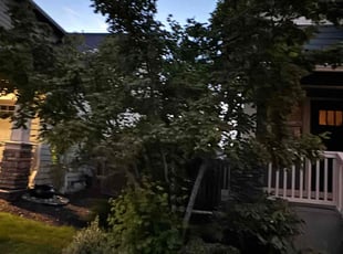 Bush Trimming by Aaron Faccone for Hal M. in Bonney Lake, WA
