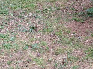 Cleanups by Tyry Crawford for Adrian S. in Stone Mountain, GA