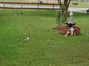 Malique S.'s Lawn Service service result
