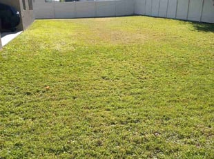 Andrew M.'s Yard Cutting service result