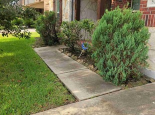 Bush Trimming by Gladis Carcamo for Adrian A. in Richmond, TX