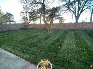 LaTanya R.'s Lawn Maintenance service result