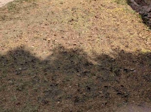 Leaf Removal by Scott Steigerwald for Richard B. in Aurora, CO