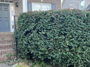 Mike M.'s Bush Trimming service result