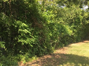 Bush Trimming by Samuel Fogg for Leslie A. in Denton, TX