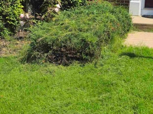 Emmett W.'s Bush Trimming service result