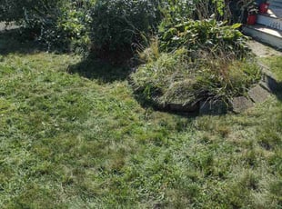 Bush Trimming by Matthew Spinelli for Bela G. in Stratford, CT