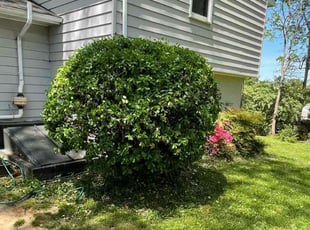 Bush Trimming by James Ramirez for Annie C. in Vienna, VA