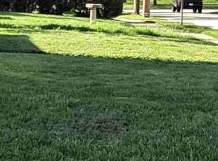 Nina H.'s Lawn Mowing service result