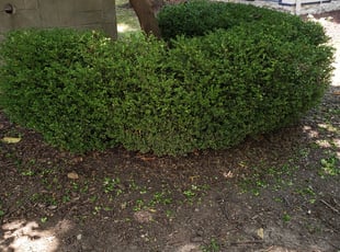 Bush Trimming by Najee Hasam for Charles L. in Kansas City, MO