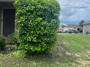Bush Trimming by Trapper Ellis for Kamile M. in Cordova, TN