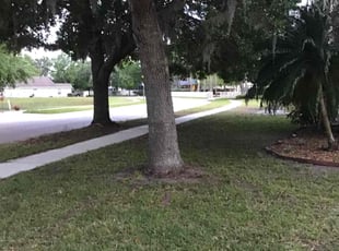 Leaf Removal by Marcus Mills for Kat A. in Land O' Lakes, FL