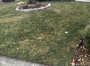 Leaf Removal by Stephen Reynolds for Mike C. in Dayton, OH