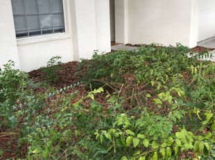 Bush Trimming by Ann Ash for Annie G. in Spring Hill, FL