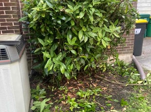 Bush Trimming by Mariah Mercado for Bronto B. in Wilmington, DE