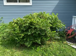 Robert M.'s Bush Trimming service result