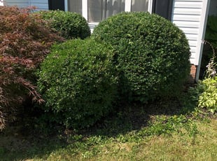 Bush Trimming by Bryce Hogan for Kevin T. in Virginia Beach, VA