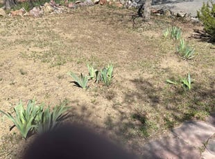 Leaf Removal by Da'Marius Clark-johnson for Emily C. in Colorado Springs, CO