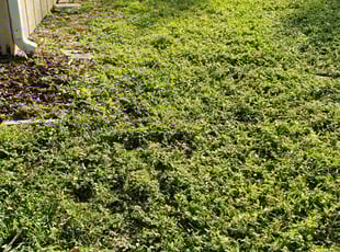 Leaf Removal by Curtis Campbell for Irene S. in Sarasota, FL