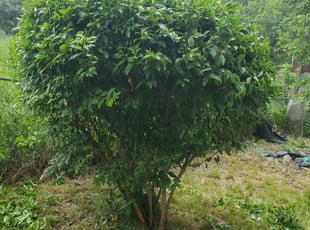 Bush Trimming by Joshua Bauer for Brandi C. in Pittsburgh, PA