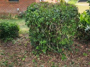 Bush Trimming by Erik Petersen for Nicole C. in Pensacola, FL