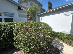 Bush Trimming by Ramon Taguja for bob K. in Brandon, FL