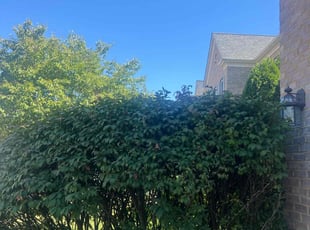 Bush Trimming by Khalim Yularnis for Ali H. in Fairfax, VA