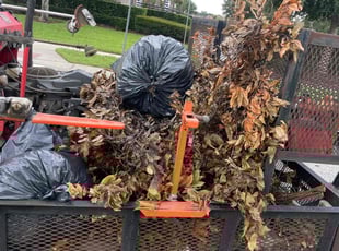 Noel S.'s Cleanups service result