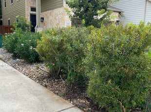 Leaf Removal by Vicente Lopez for Kalym H. in Austin, TX