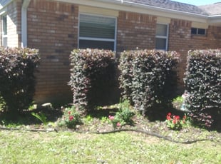 Bush Trimming by Chris Burleson for Susanna K. in Pensacola, FL