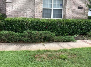 Bush Trimming by Terrence Johnson for Jose R. in Jacksonville, FL