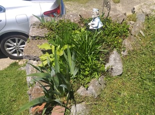 Weeding by Toni Capel for Tammy F. in Elsmere, KY