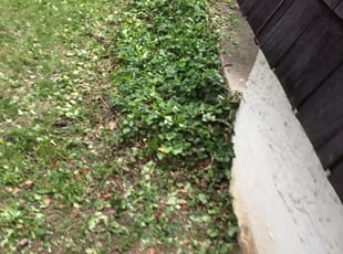 Bush Trimming by Tyler Caldwell for Lovella F. in Cincinnati, OH