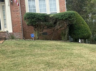 Bush Trimming by Christopher Shive-Salvador for Dr H. in Nashville, TN