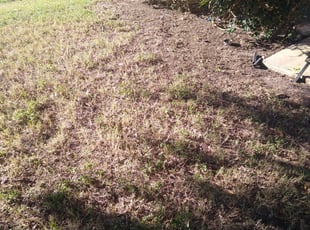 Leaf Removal by Kyle Humble for Donnea B. in San Antonio, TX