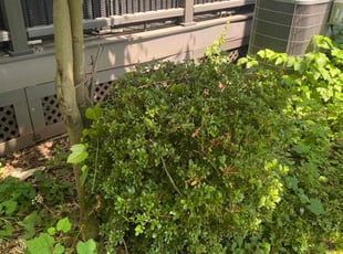 Bush Trimming by Neal S for Raquel B. in Centreville, VA