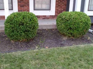 Bush Trimming by Nicole Gorman for Jacob H. in Overland Park, KS