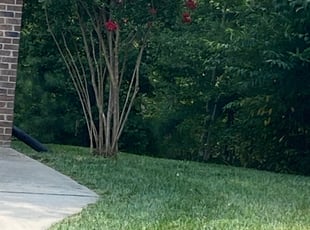 Bush Trimming by EV Jenkins-Benavides for Rachida G. in Richmond, VA