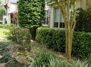 Bush Trimming by Rolando Call for Shampa M. in Houston, TX