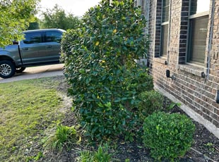 Bush Trimming by Kalila Benton for Logan F. in Midlothian, TX