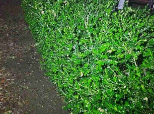 Bush Trimming by Melody Herrera for Chris T. in Fort Worth, TX