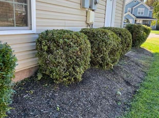 Bush Trimming by Alesandre Duarte for Nishnath N. in Herndon, VA
